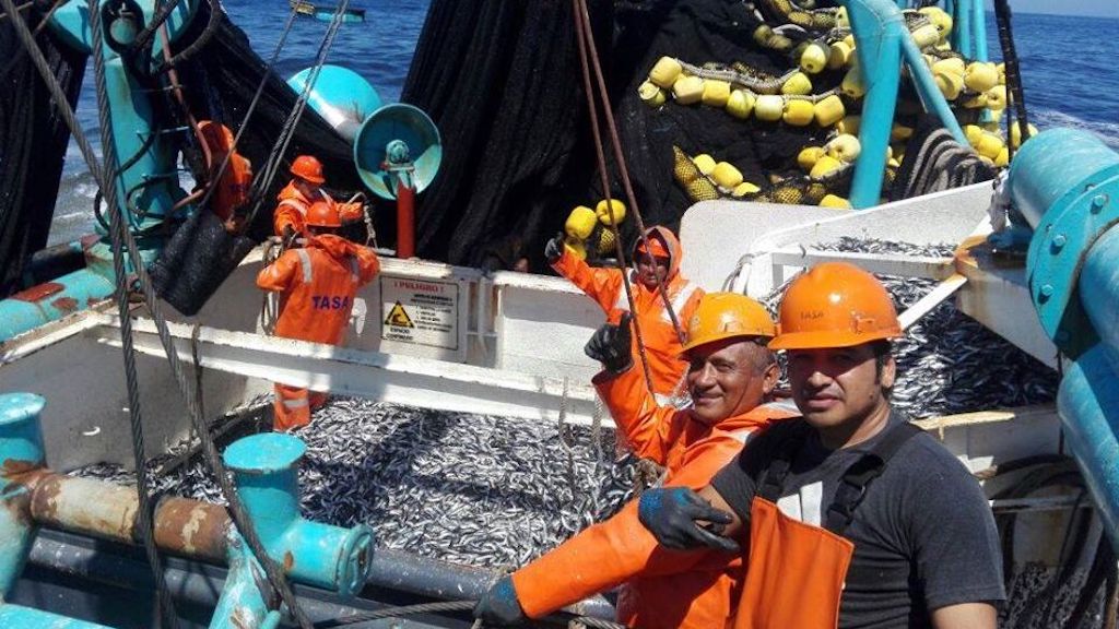 Read more about the article IFFO estimates 2024’s fishmeal and fish oil production