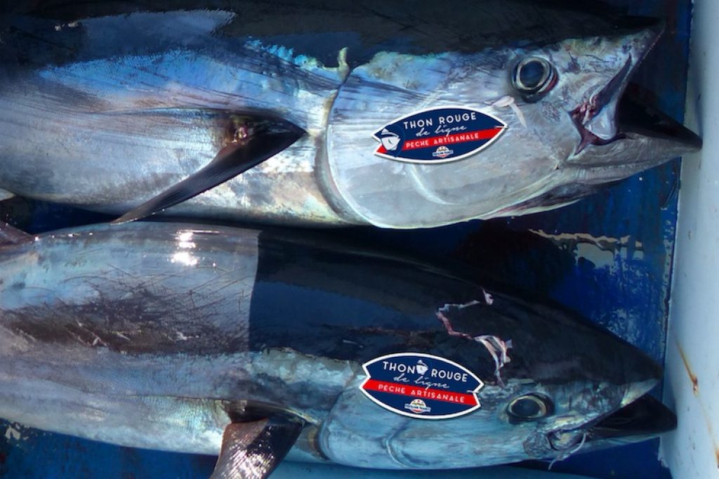 Thon Rouge chasse sous marine Record 2019 / East Atlantic Bluefin tuna  record 2019 