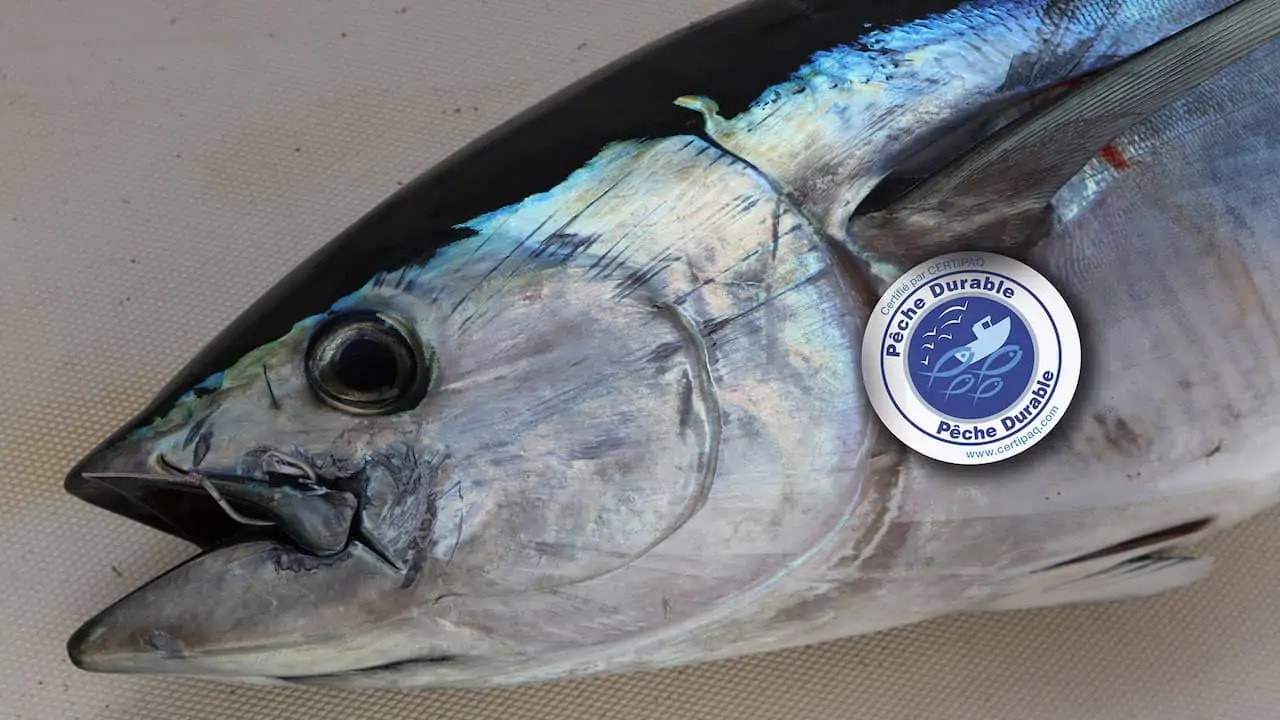 Read more about the article Small-scale tuna fishermen to get their day in court