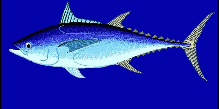 Northern Bluefin tuna - @ Fiskerforum