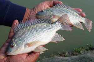 Farmed Nile tilapia (Oreochromis niloticus) Bangladesh