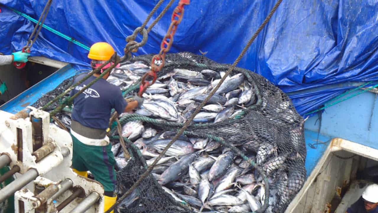 Read more about the article Supply chain solidarity supports sustainable tuna fisheries