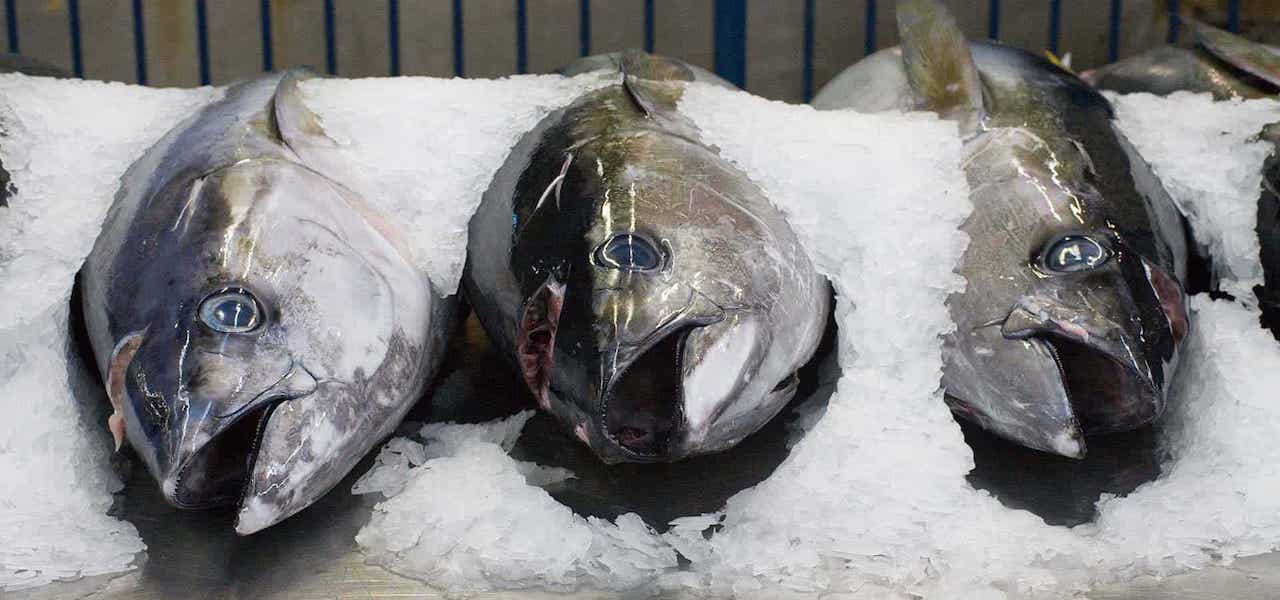 Read more about the article Queensland Government’s recovery grant for tuna industry