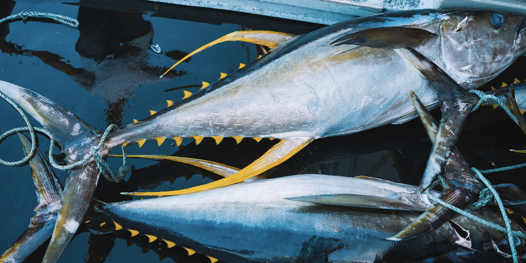 Read more about the article Eastern Tuna and Billfish recertified
