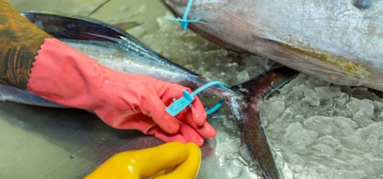 Read more about the article Eastern tuna and billfish fishery on track for MSC blue tick