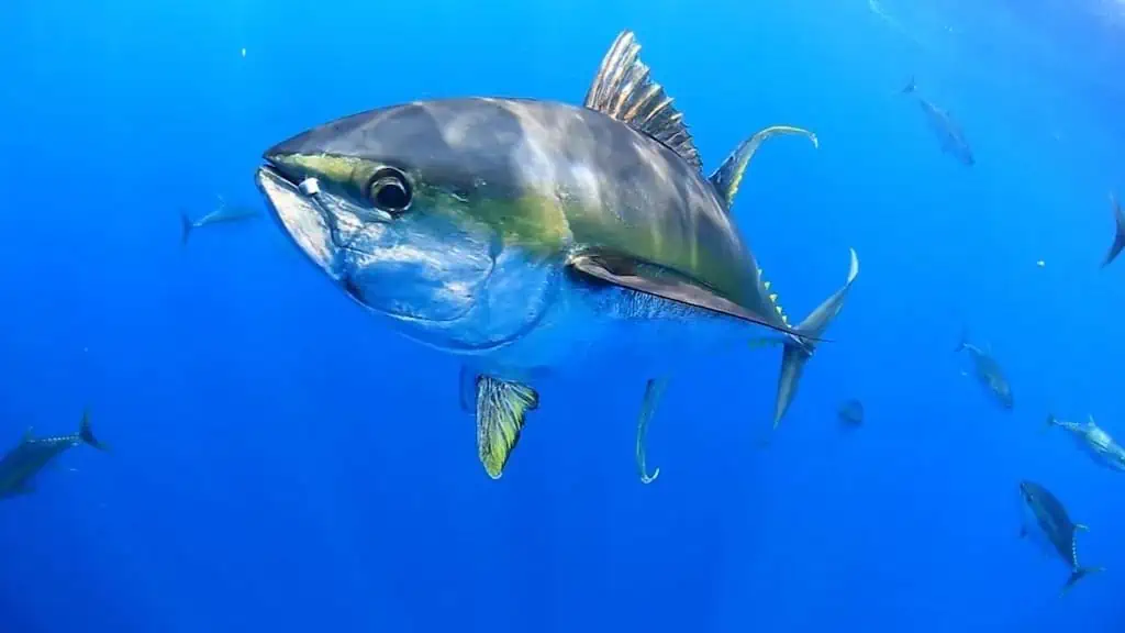 Read more about the article Tuna Australia sets out position on offshore development