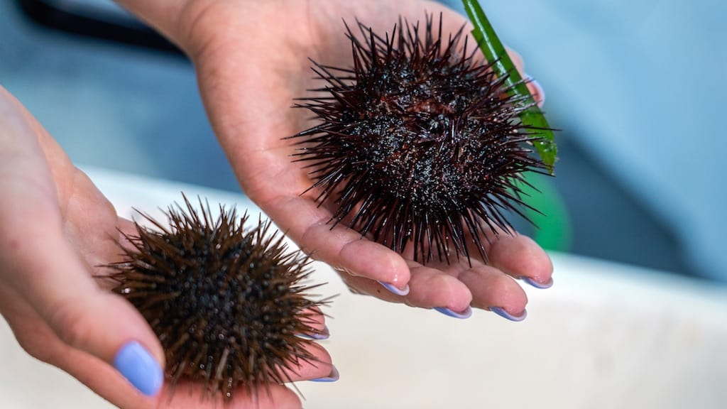 Read more about the article Restoring the Mediterranean’s sea urchins