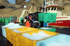 Landing fish from Vestmannaey - @ Fiskerforum