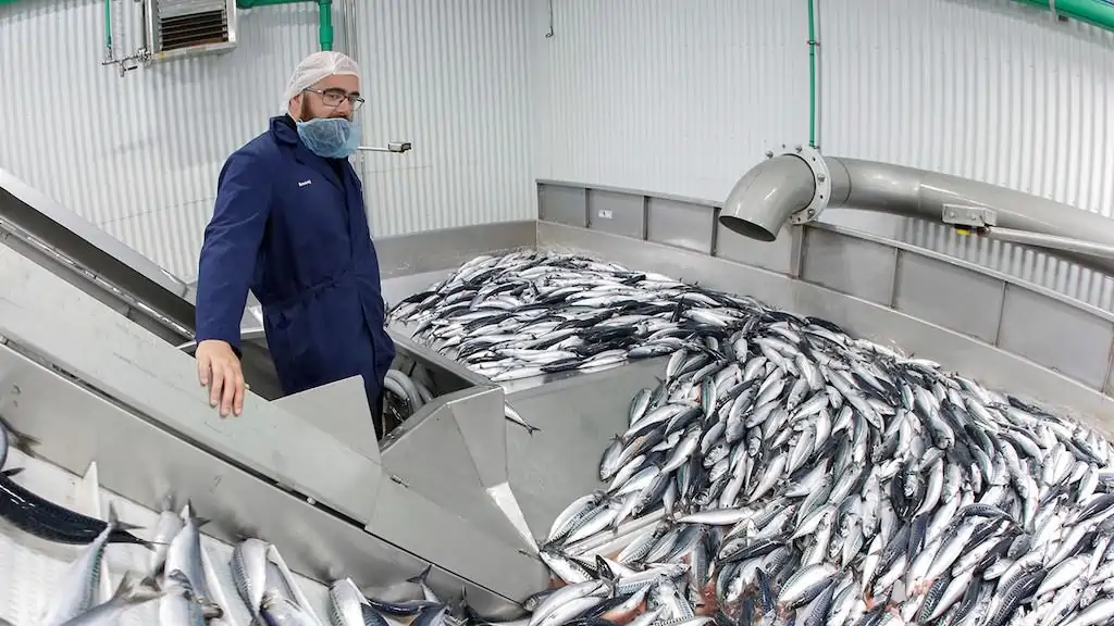 Read more about the article No break in mackerel production over holiday weekend
