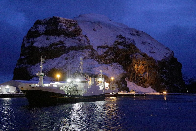 Read more about the article Iceland’s finest capelin