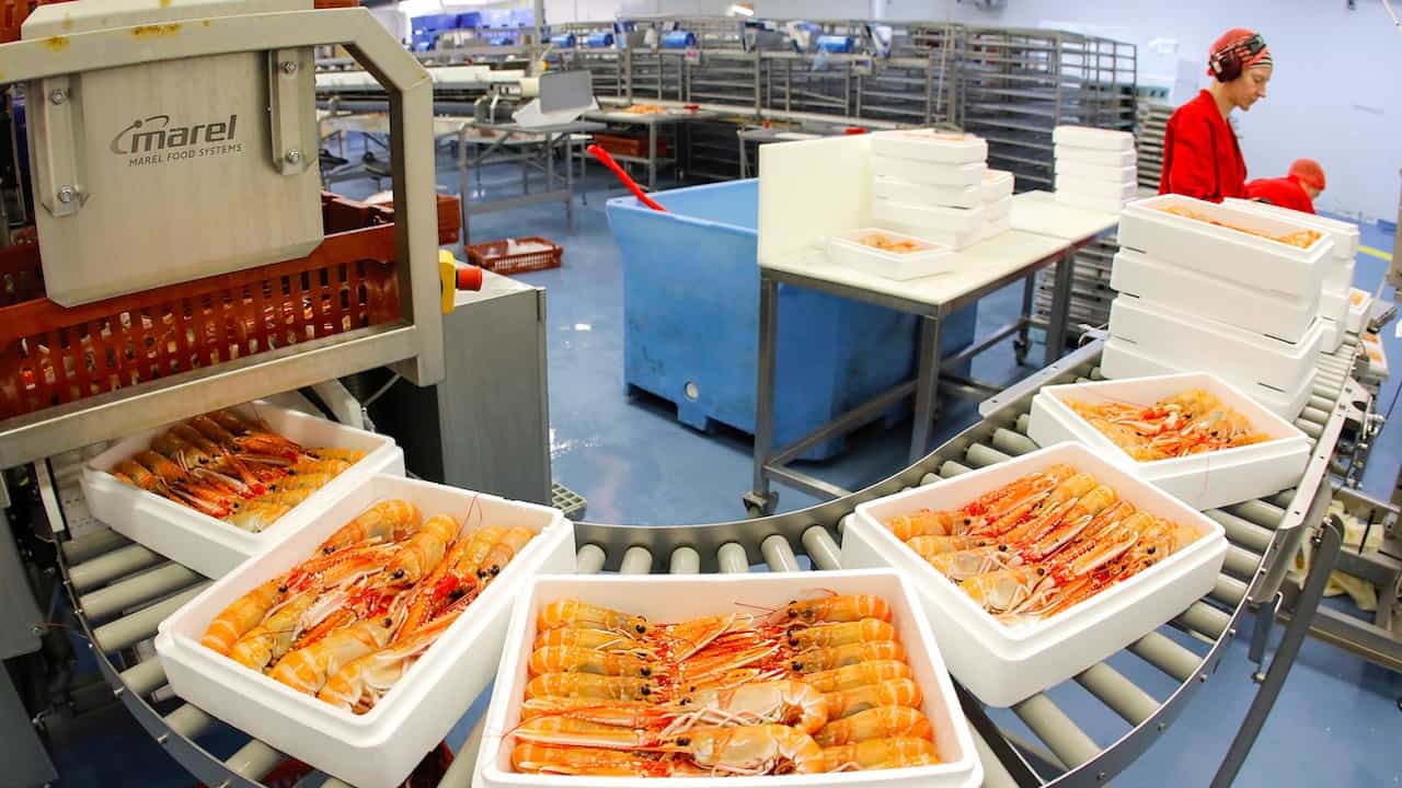 Read more about the article Westman Islands nephrops fishery underway