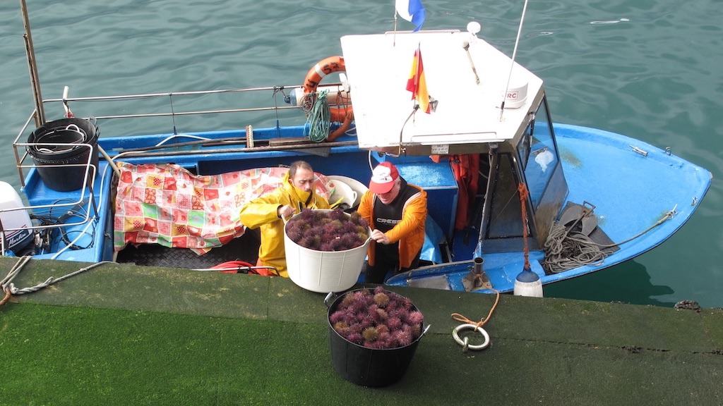 Read more about the article Alarming drop in Spanish seafood consumption