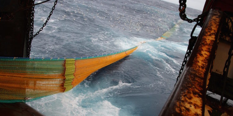 A trawl made in Fortis netting - @ Fiskerforum