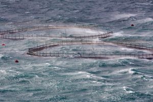 The Faroe Islands present fish farmers with tough conditions