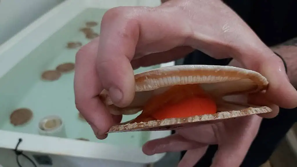 Read more about the article Funding boost for WA scallop research
