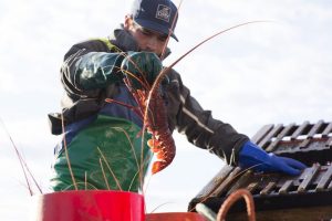 The Western Australian industry is opposed to the government holding a stake in the western rock lobster fishery. Image: WAFIC - @ Fiskerforum