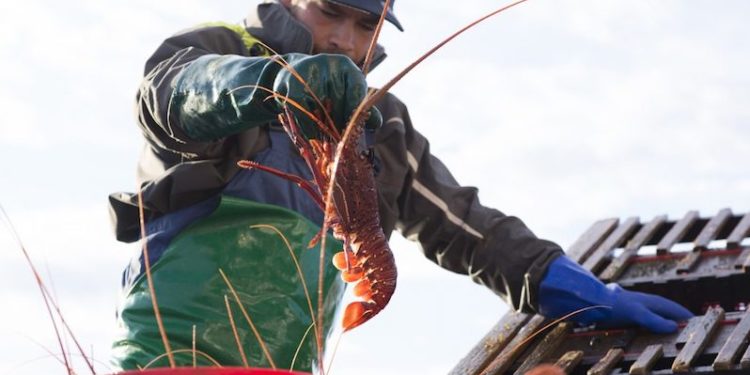 The Western Australian industry is opposed to the government holding a stake in the western rock lobster fishery. Image: WAFIC - @ Fiskerforum