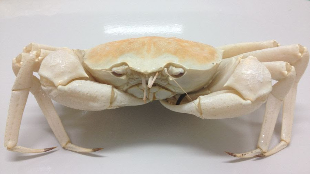 Read more about the article WA deep sea crab and rock lobster catch set to increase