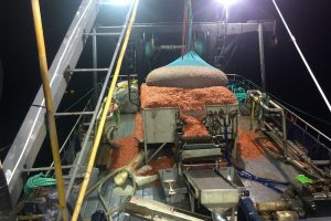 Buddy King and his crew filled the deck with pink shrimp off the coast of Washington using the new dual stabilised beam HD860 sonar - @ Fiskerforum