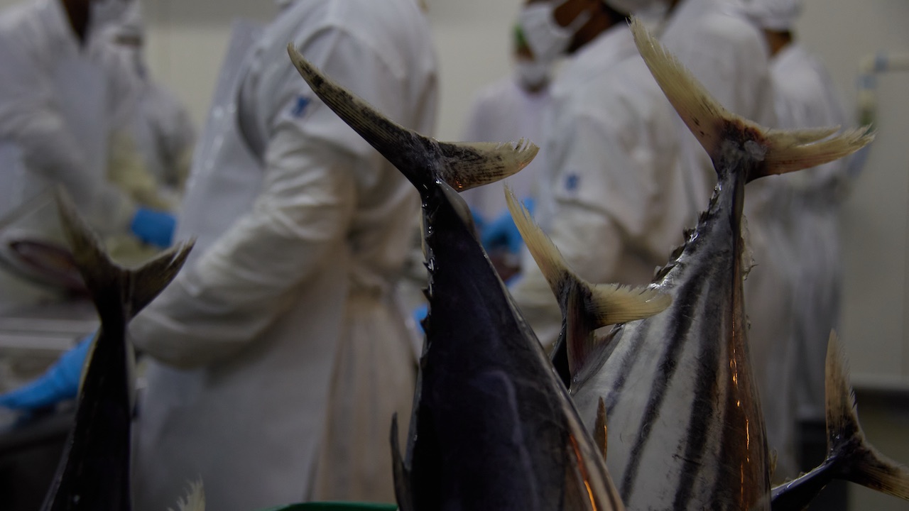 Read more about the article Spotlight on migrant labour recruitment practices in global tuna trade
