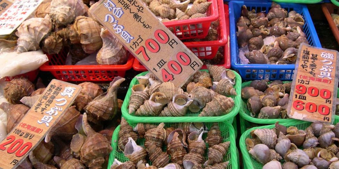 Commercial whelk fishery to launch in Eastern Nova Scotia - FiskerForum