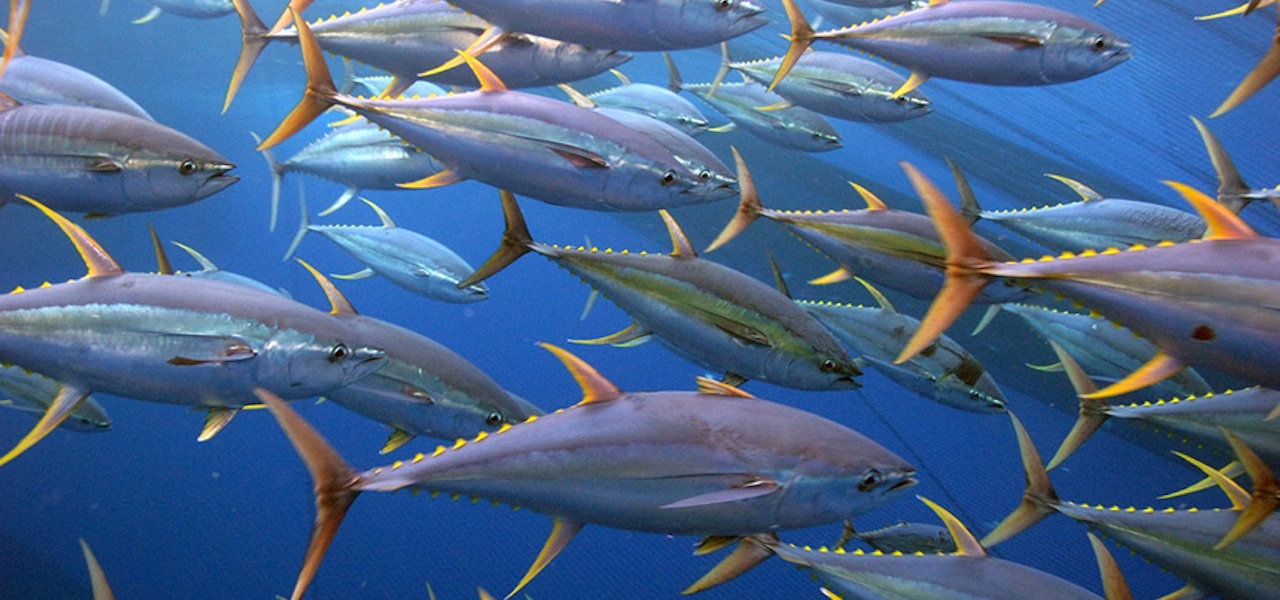 Read more about the article Industry-Led Alliance aims to clean up tuna supply chains