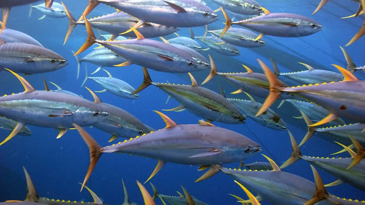 Read more about the article ISSF sets out measures for yellowfin reduction