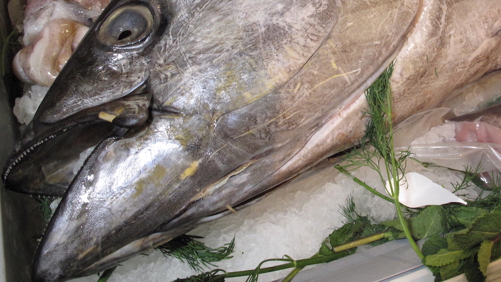 Read more about the article 86% of tuna catch from healthy stocks