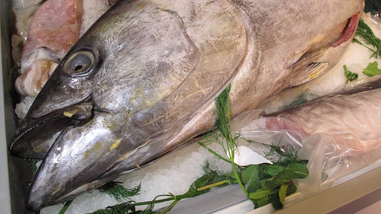 Read more about the article Objections threaten progress on yellowfin