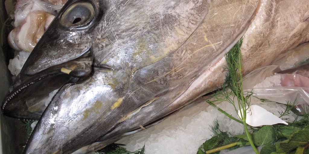 Read more about the article ISSF repeals conservation measure as yellowfin classification changes