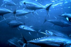 Schooling yellowfin tuna. Image: National Undersea Research Program (NURP) - @ Fiskerforum