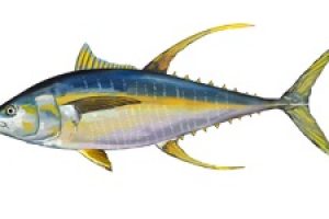 Yellowfin tuna - @ Fiskerforum