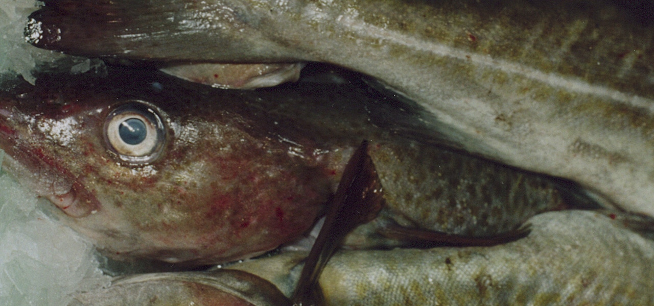 Read more about the article German fishermen slam EU Commission’s Baltic cod measures