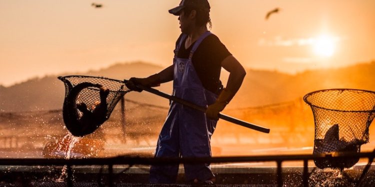 Tohoku’s Sea of Change - @ Fiskerforum