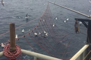 Bafflers have significantly reduced seabird interaction with trawl boats - @ Fiskerforum