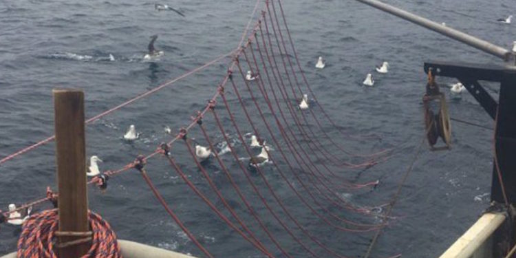 Bafflers have significantly reduced seabird interaction with trawl boats - @ Fiskerforum