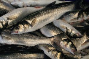 NUTFA claims that trawler activity in the Channel threatens bass stocks - @ Fiskerforum