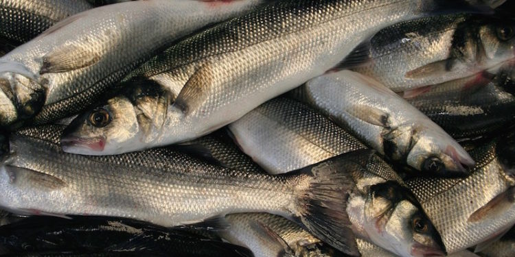 NUTFA claims that trawler activity in the Channel threatens bass stocks - @ Fiskerforum