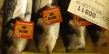 New bass licences – thanks to good management