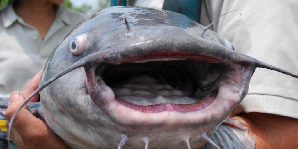 Read more about the article Investing in processing for wild-caught invasive catfish