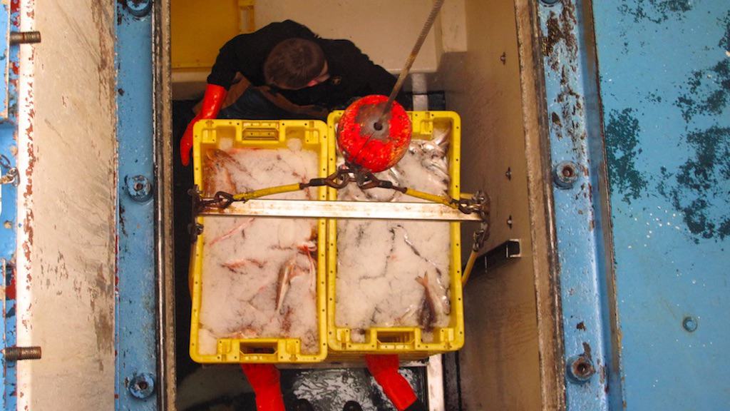 Read more about the article MEPs call for funds to modernise fisheries