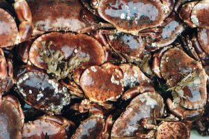 The Orkney brown crab fishery supports around 250 jobs and accounts for a quarter of the Scottish catch - @ Fiskerforum