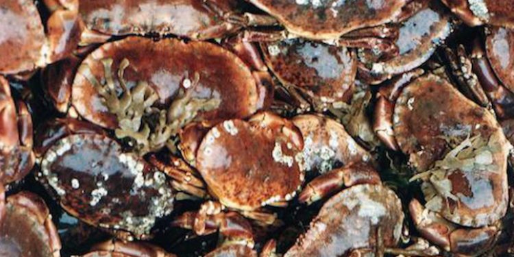 The Orkney brown crab fishery supports around 250 jobs and accounts for a quarter of the Scottish catch - @ Fiskerforum