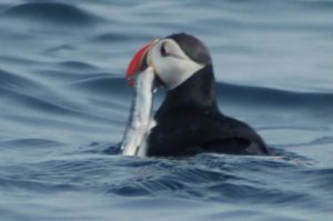 Capelin are a key species for both fish and seabirds. Image: Wiki/Nilfanion - @ Fiskerforum