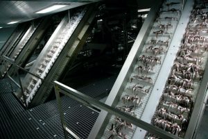 Capelin production at Síldarvinnslan’s factory - @ Fiskerforum