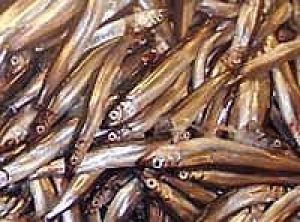 The first Barents Sea capelin of the year has been landed - @ Fiskerforum