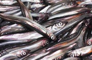 Capelin - @ Fiskerforum