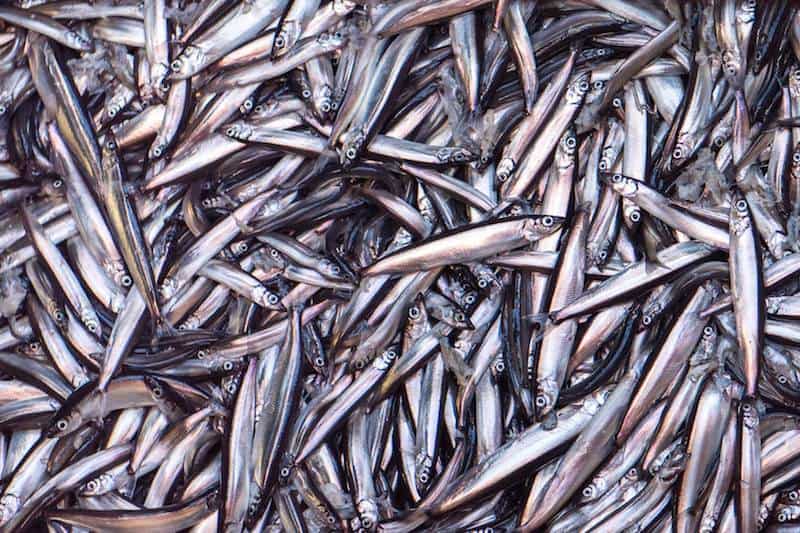 Read more about the article Capelin agreement reached