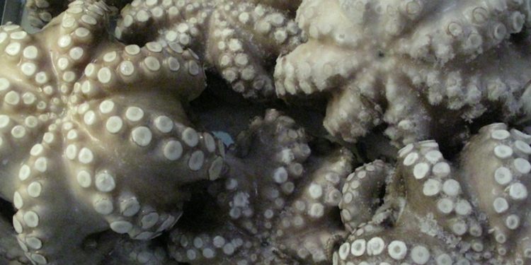 Cephalopods are part of the EU-Guinea Bissau SFPA - @ Fiskerforum