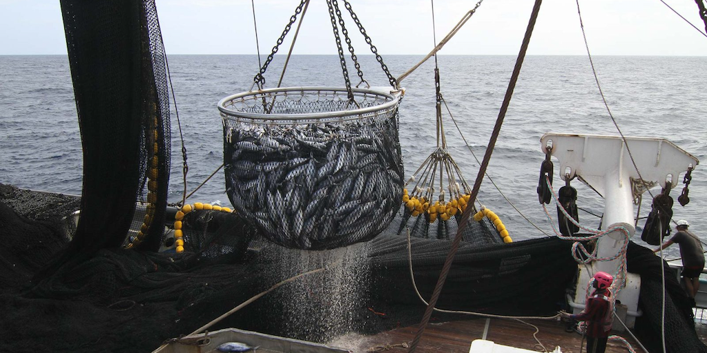 Read more about the article French tuna operators welcome Seychelles agreement